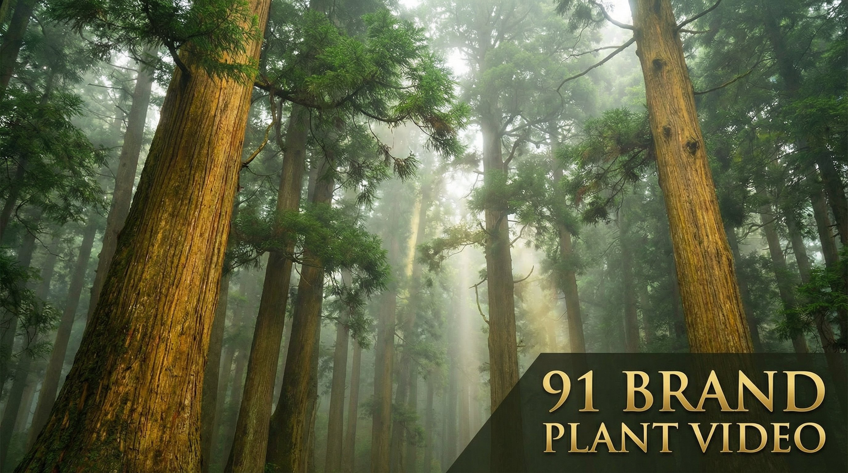 丝瓜视频植物视频